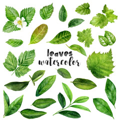 a set of watercolor fruit leaves on a white background