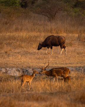 wild male Gaur or Indian Bison or bos gaurus a danger animal or beast with blurred spotted deer or chital axis deer in foreground at landscape of bandhavgarh national park forest madhya pradesh india