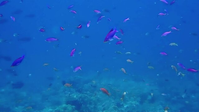 Yellowstriped fairy basslet and  sea goldie in Siquijor