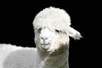 Obraz premium Portrait of a white alpaca against a black background. 