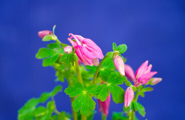 Pink flower of columbine against a blue background. Flowering plant close-up. Aquilegia vulgaris.
