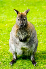 Portrait of a Bennett kangaroo. Notamacropus rufogriseus. Red-naped wallaby.
