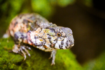 Portrait of a lizard. Reptile close-up.
