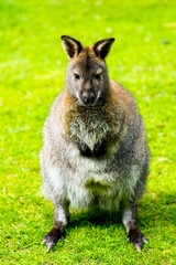 Fototapeta premium Portrait of a Bennett kangaroo. Notamacropus rufogriseus. Red-naped wallaby. 