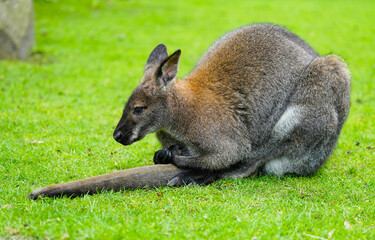 Portrait of a Bennett kangaroo. Notamacropus rufogriseus. Red-naped wallaby.

