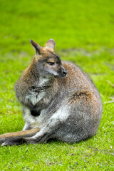 Portrait of a Bennett kangaroo. Notamacropus rufogriseus. Red-naped wallaby.
