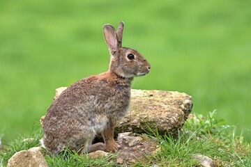 Wild British rabbit sitting on rocks