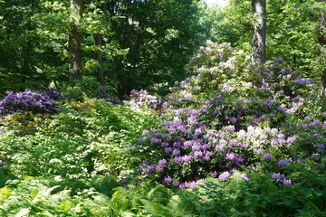 Blühende Rhododendren im Großen Tiergarten in Berlin © Achim Wagner