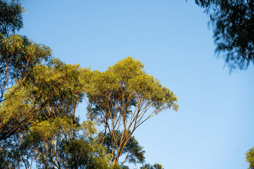 beautiful gum Trees and shrubs in the Australian bush forest. Gumtrees and native plants growing