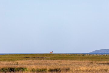 Rotwild am Pramort vor Hiddensee.