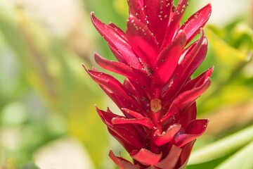 Alpinia purpurata close up. Plant from the Zingiberaceae family. Red ginger and alpinia. Ornamental plant in tropical and subtropical regions.