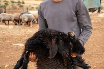 young arabian male holding black sheep in his hand with cheerful look on his face feeling happy in eid al adha