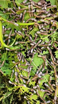 vertical video of a large group of silkworms (Bombyx mori - domestic silk moth) eating mulberry leafs