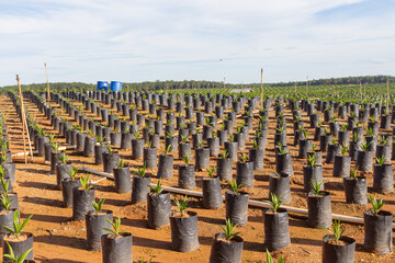 beautiful view and neat rows of oil palm seedlings in polybags during the growth period (Bibitan in...