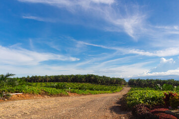 Beautiful view of a row of small replanted palm oil trees with a road beside them with a blue sky in the background.