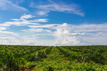 view of a row of small oil palm trees being replanted after growing in polybags for some time, with a blue sky in the background.