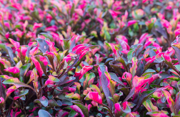 The beautiful appearance of the red alternanthera ficoidea ornamental plant or criminil purslane (Krokot kriminil merah in Indonesian), use for catalogs or wallpaper backgrounds.