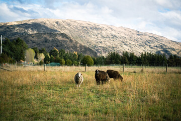 Three cute alpacas, white and brown, standing looking at camera curiously, while eating grass at a wide farm surrounded by lush green pine trees with rock mountains and a cloudy sky in the background.