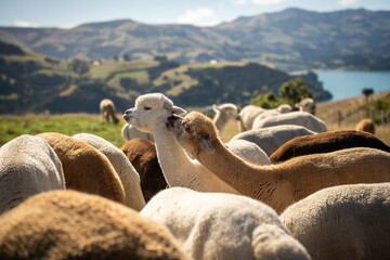 Selective focus of two cute alpacas, white and brown, are teasing each other among other alpacas...