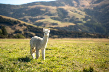 Fototapeta premium Selective focus of a cute curly white alpaca standing looking at camera, under the soft sunlight beside its shadow on the grass, at a wide farm with blurred beautiful green mountains in the background