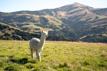 Selective focus of a cute curly white alpaca walking alone under the soft sunlight that shines...