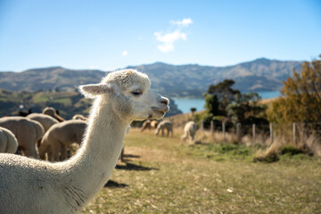 Selective focus of the side of the head and neck of a cute white alpaca looking forward with its pretty eyes, while grazing with other alpacas on the wide farm surrounded by river and green mountains. © Siam Stock