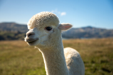 Obraz premium Selective focus and close up of a cute curly white alpaca standing on a farm with blurred mountains and blue sky in the background. Focusing on his white, clean face looking forward with pretty eyes.