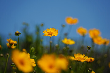 Yellow cosmos flowers on blue sky background. 