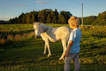 Child, toddler, looking at beautiful horses, caressing