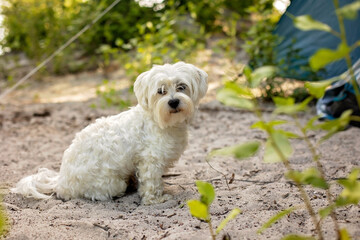 Happy family, kids, boy brothers and a dog,playing around pitched tent on the beach, while wild camping in Norway, summertime