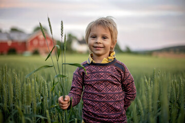 Cute toddler child, playing in a green field in Norway on sunset, happiness
