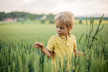 Cute toddler child, playing in a green field in Norway on sunset, happiness