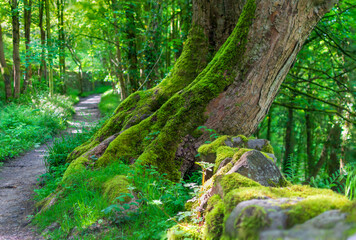 green moss in the forest