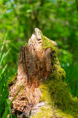 moss on tree
