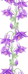 Hand drawn watercolor purple aquilegia flowers seamless border isolated on white background. Can be used for cards, label, textile and other printed products.