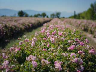 Field of roses in sunny summer day