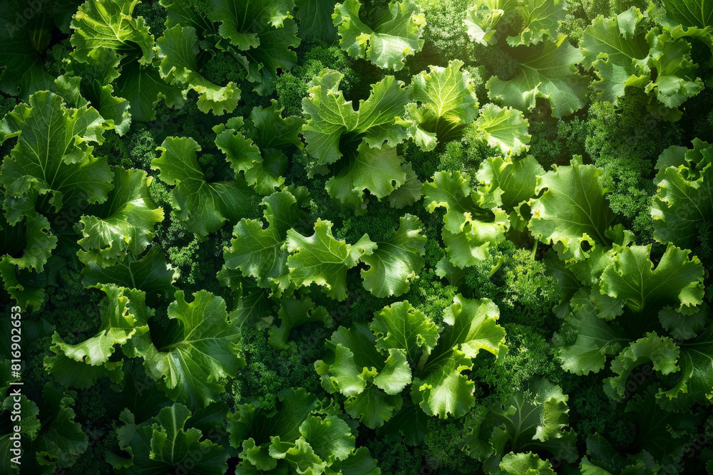Poster a detailed view of a single green leafy vegetable, showcasing its vibrant color and intricate textur
