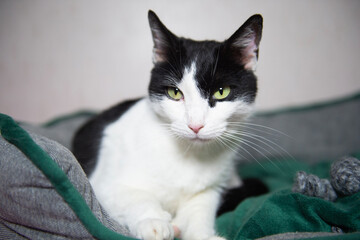 Porträt einer schwarz-weißen Hauskatze