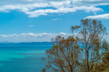 Eucalyptus en bord de mer