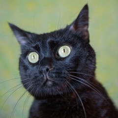 Porträt einer schwarzen Kurzhaar Katze