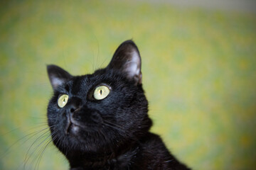 Porträt einer schwarzen Europäisch Kurzhaar Katze