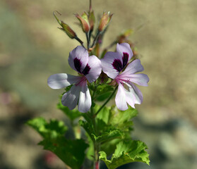 Pelargonium citronella