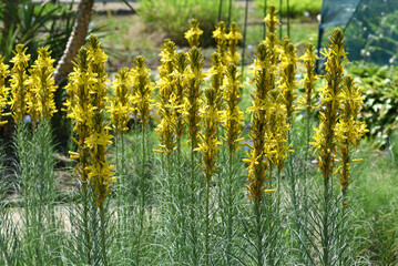 Asphodeline, lutea