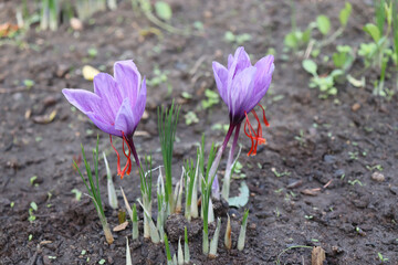 Crocus sativus, commonly known as saffron crocus, or autumn crocus. The crimson stigmas called...