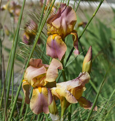 Irises, Iris Barbata-Elatior