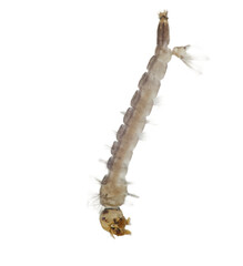 Macro of the late fourth instar Aedes mosquito larvae of  the Dengue vector mosquito (Aedes...