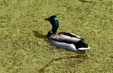 Mallard, Anas platyrhynchos