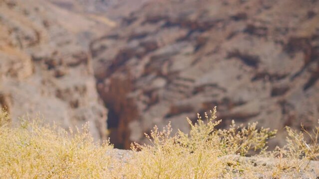 Closeup shot of dried yellow grass in front of the deep canyon between mountains at Spiti Valley in Himachal Pradesh, India. Dried grass during the summer season in the Himalayas. Natural background.