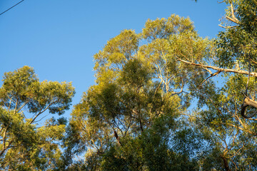 beautiful gum Trees and shrubs in the Australian bush forest. Gumtrees and native plants growing