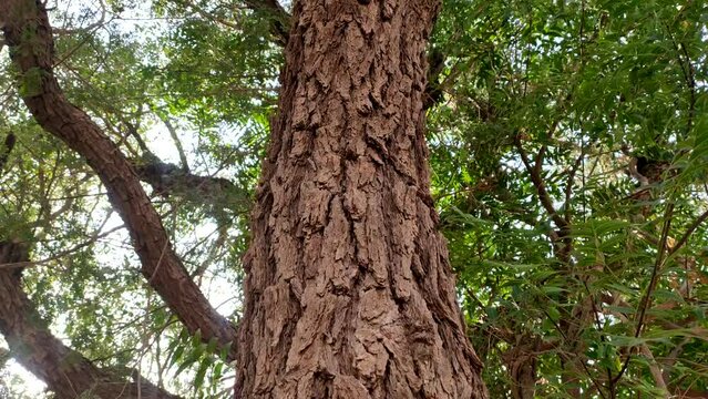 Prosopis Cineraria (Khejari) tree trunk, close up and low angle view